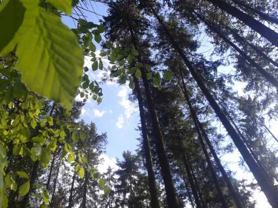 krajšie miesto na spanok a odych ako v prírode nieje v žiadnej posteli