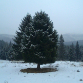 dnes bolo krasne bielo...kazil to vietor