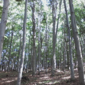 spomienka na jesenu prechadzku.....v čase ruji