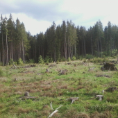 ukaže sa tu  srnček??