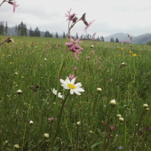 najkrajšia postel plna vone