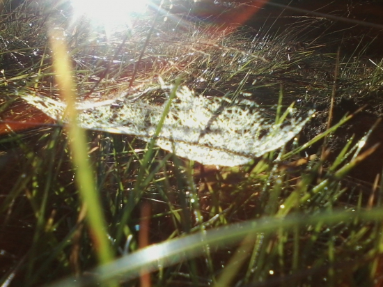 pavučinka