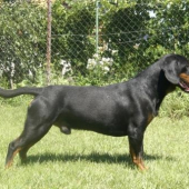 Slovenký kopov