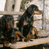 Slovenský kopov