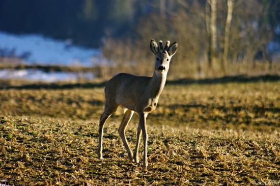 Pomaly rastú