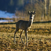 Pomaly rastú