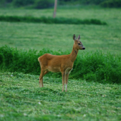 Zapozeraná