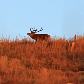 Starý panko na horizonte