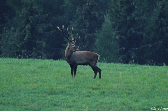 Zapozeraný