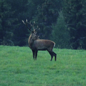 Zapozeraný