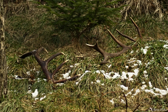 Zadarilo sa , nepravidelný 14-torák