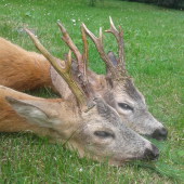 nedělní podvečer