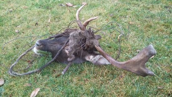 viděl jsem už hodně,ale toto ještě né