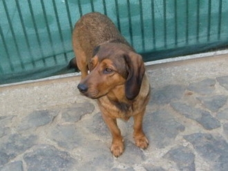 Najlepší priateľ človeka