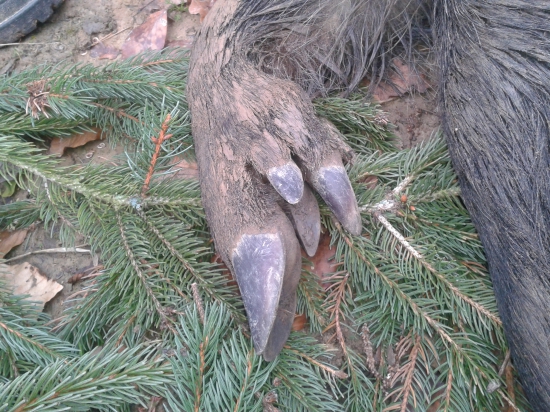 raritné ratice svinky