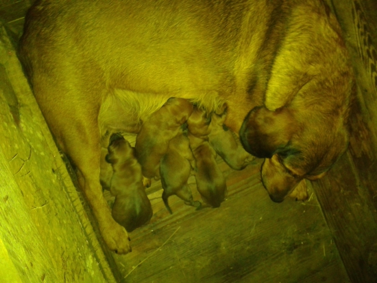 Zlatá suka a aj zlaté šteniatka