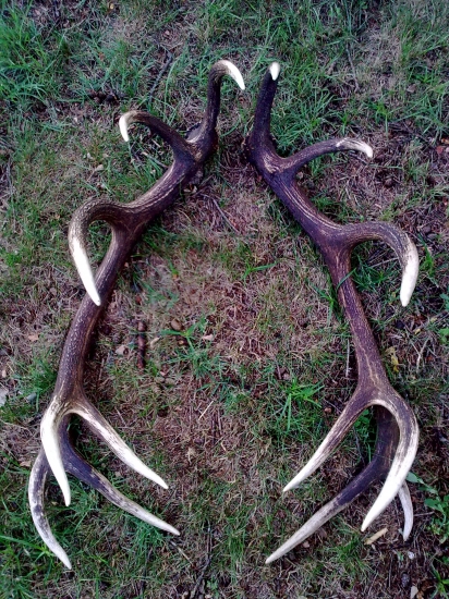 Pani jeleniari vas odhad body? zhodou na fote. Vaha zhodou na digi vahe 7,90 kila.