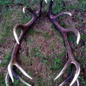 Pani jeleniari vas odhad body? zhodou na fote. Vaha zhodou na digi vahe 7,90 kila.