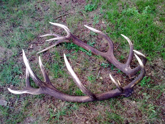 Levocske ,,, 215, 80 bodove.