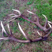 Levocske ,,, 215, 80 bodove.