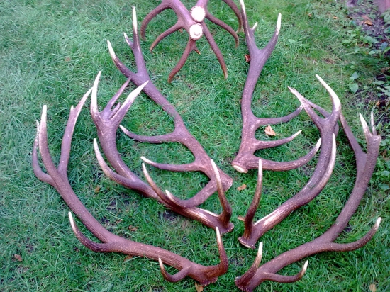 Kremnicka perlovana krasota.