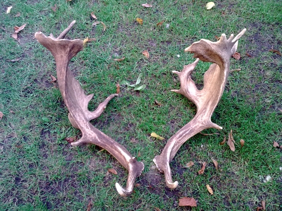 Tiranosaurus Rex - Zhody zo stareho daniela spiatocnika.