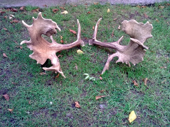 Kratke ale pevne vaha zhodou 3,80kila - Skalicke.