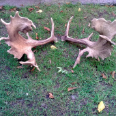 Kratke ale pevne vaha zhodou 3,80kila - Skalicke.