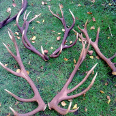 Niekdajsia pod Polianska krasa vaha parou 7 a 6 kil.