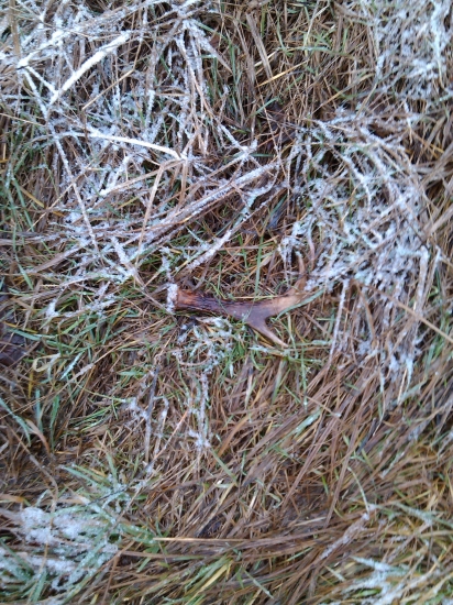 Môj prvý tohtoročny