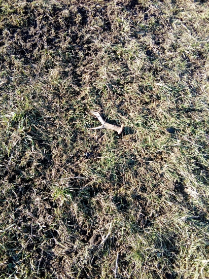 Odmena za prikrmovanie