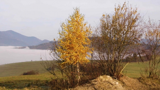 priroda
