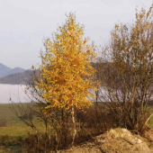 priroda