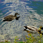 ...moje kačičky...