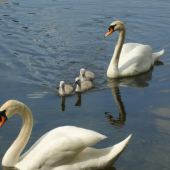 ...labutia rodinka...