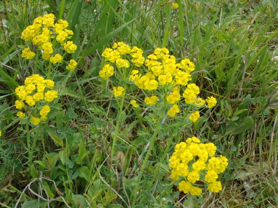 ...bola to dlhá prechádzka...