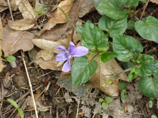 ...môj obľúbený jarný kvietok...