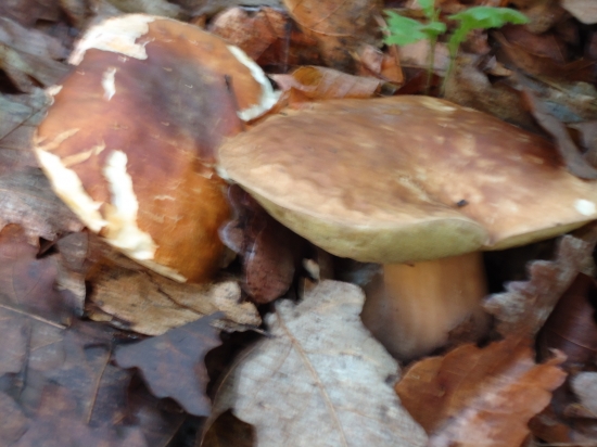 ...prvé tohtoročné dubáky...