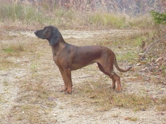 Cora od řeky Hvozdnice