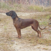 Cora od řeky Hvozdnice