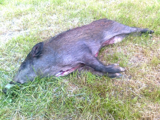 Předvčerejší úlovek - kňourek 34kg