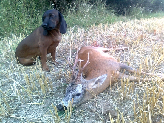 Včerejší dosled srnce