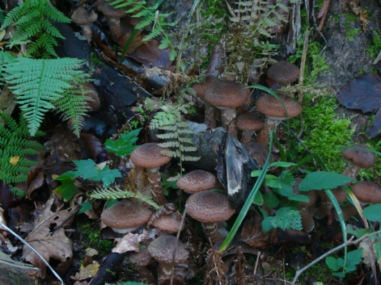 .....Ano......Rastú........