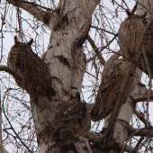 Našé.....sovky.......