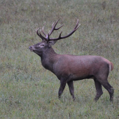 Netradičný jelen :)