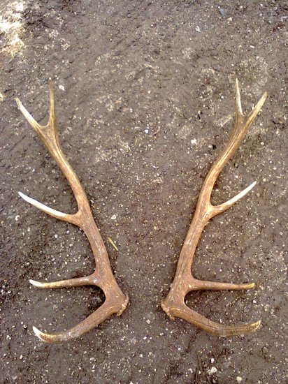 Sezona 2014 začala = 10 torák