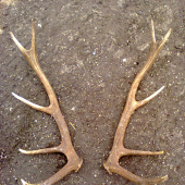 Sezona 2014 začala = 10 torák