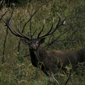 Kráľ naších hôr