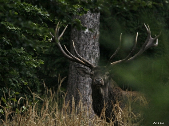 Korunáč