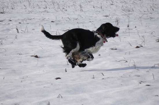 Létající špringr